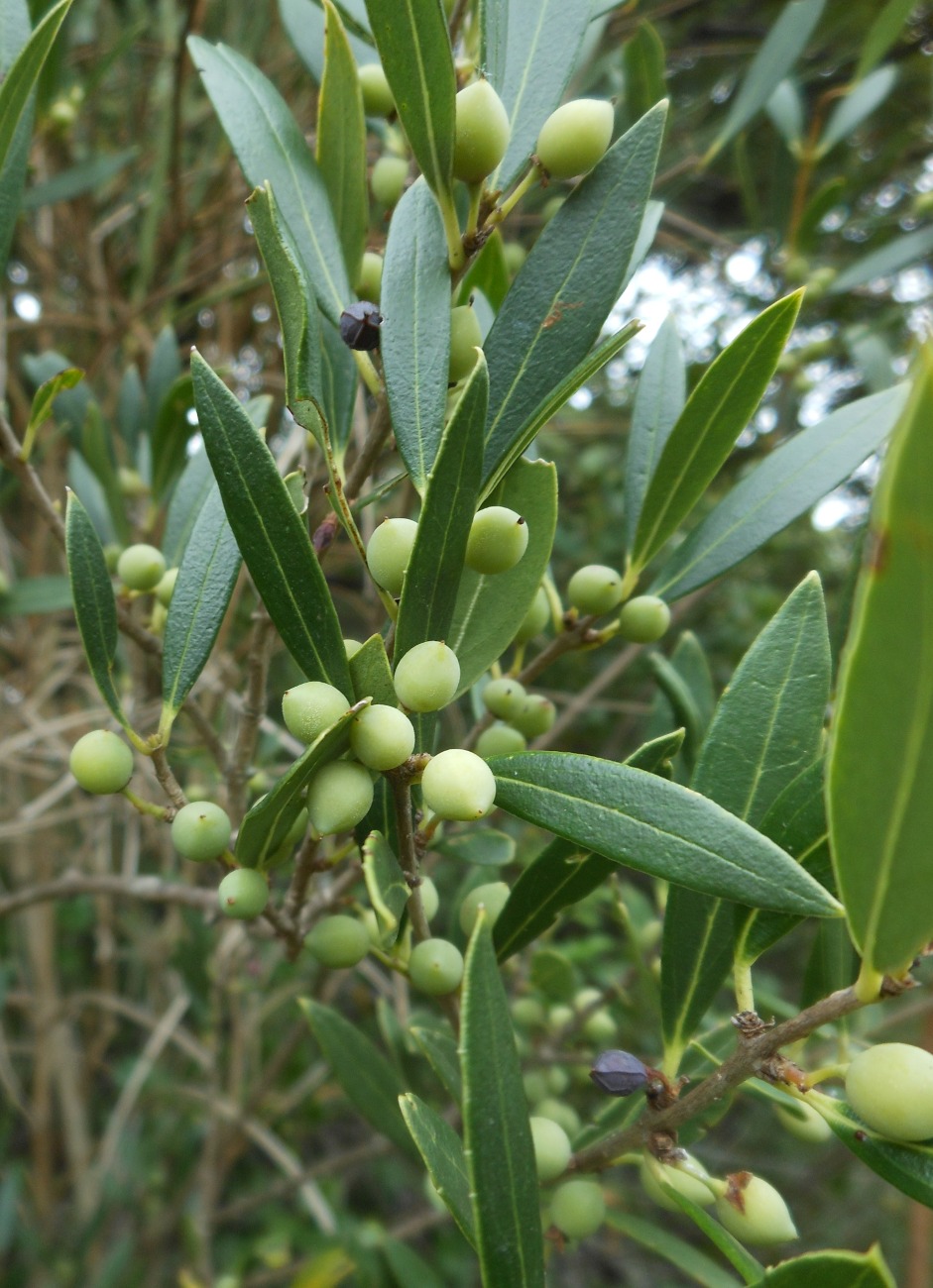 Phillyrea angustifolia L./ Ilatro sottile